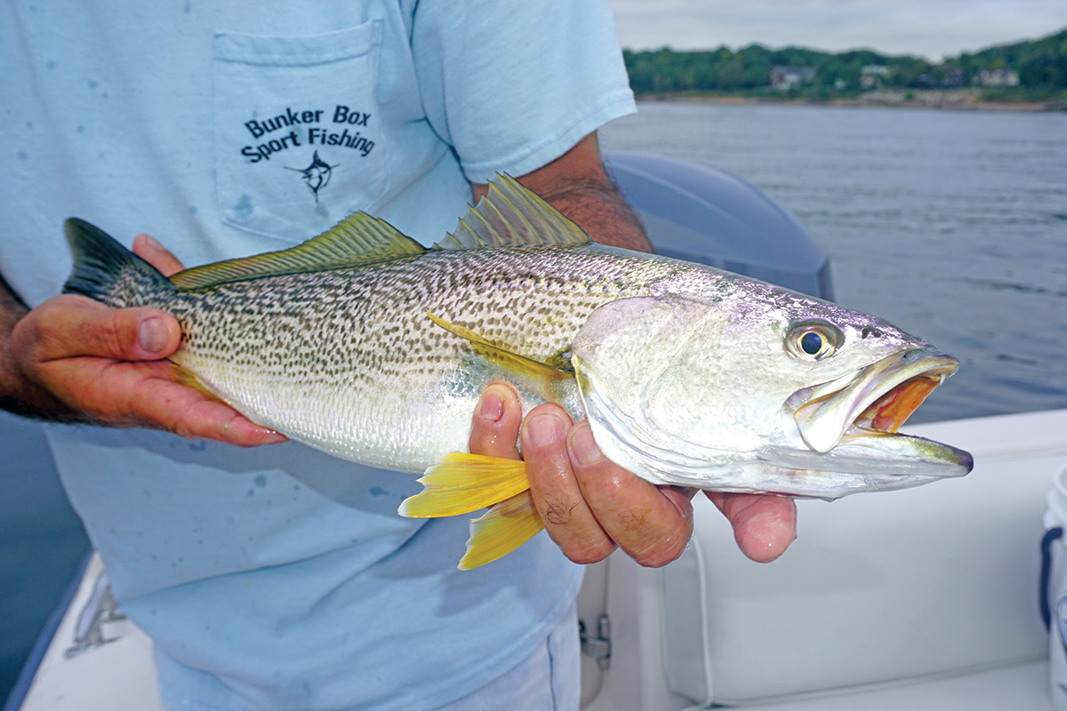 Weakfish: Yellow-Finned Glimmer of Hope - The Fisherman