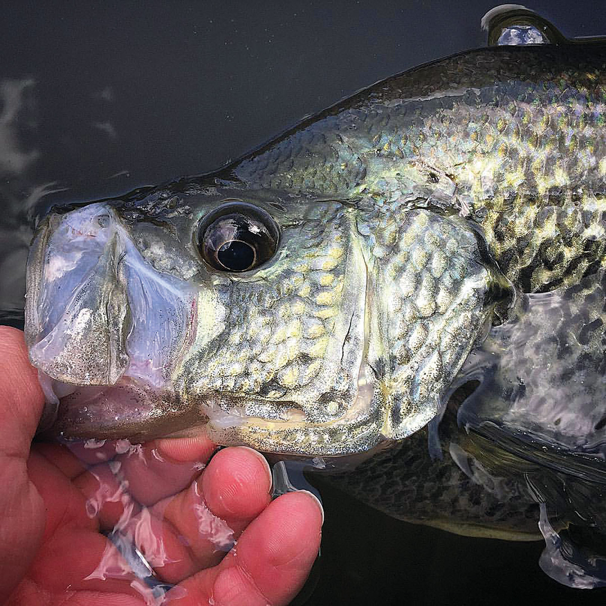Cranking Summer Crappies - The Fisherman