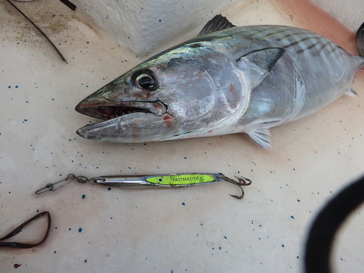 Speedy Gamefish: Targeting Both Albies and Bonito - The Fisherman