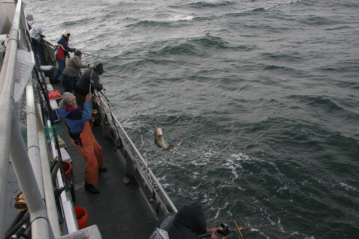 Go Wreck Fishing for Specimen Ling, Conger, Cod, Pollack And Coalfish