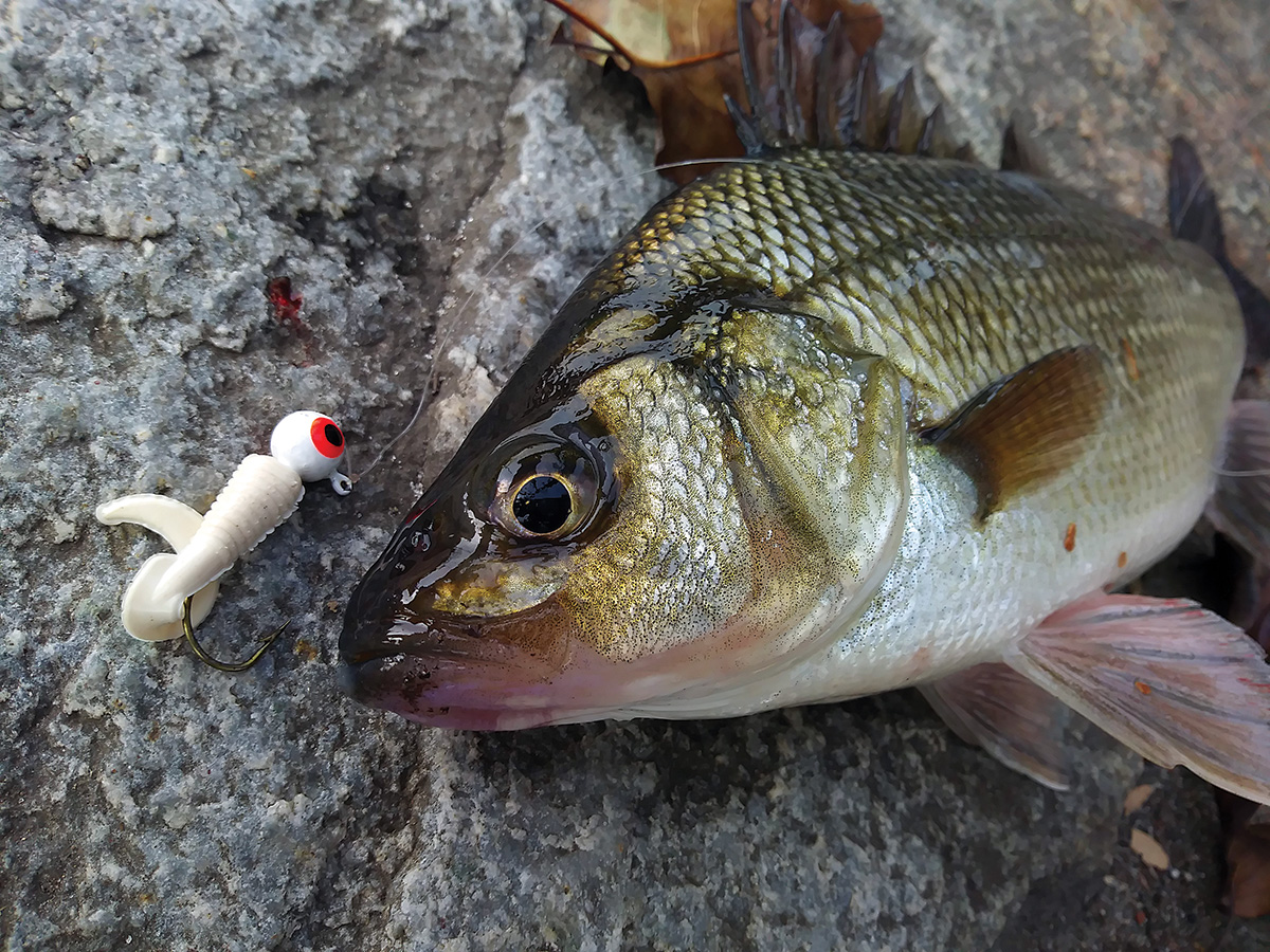 Spring 2-for-1: White Perch & Striped Bass - The Fisherman