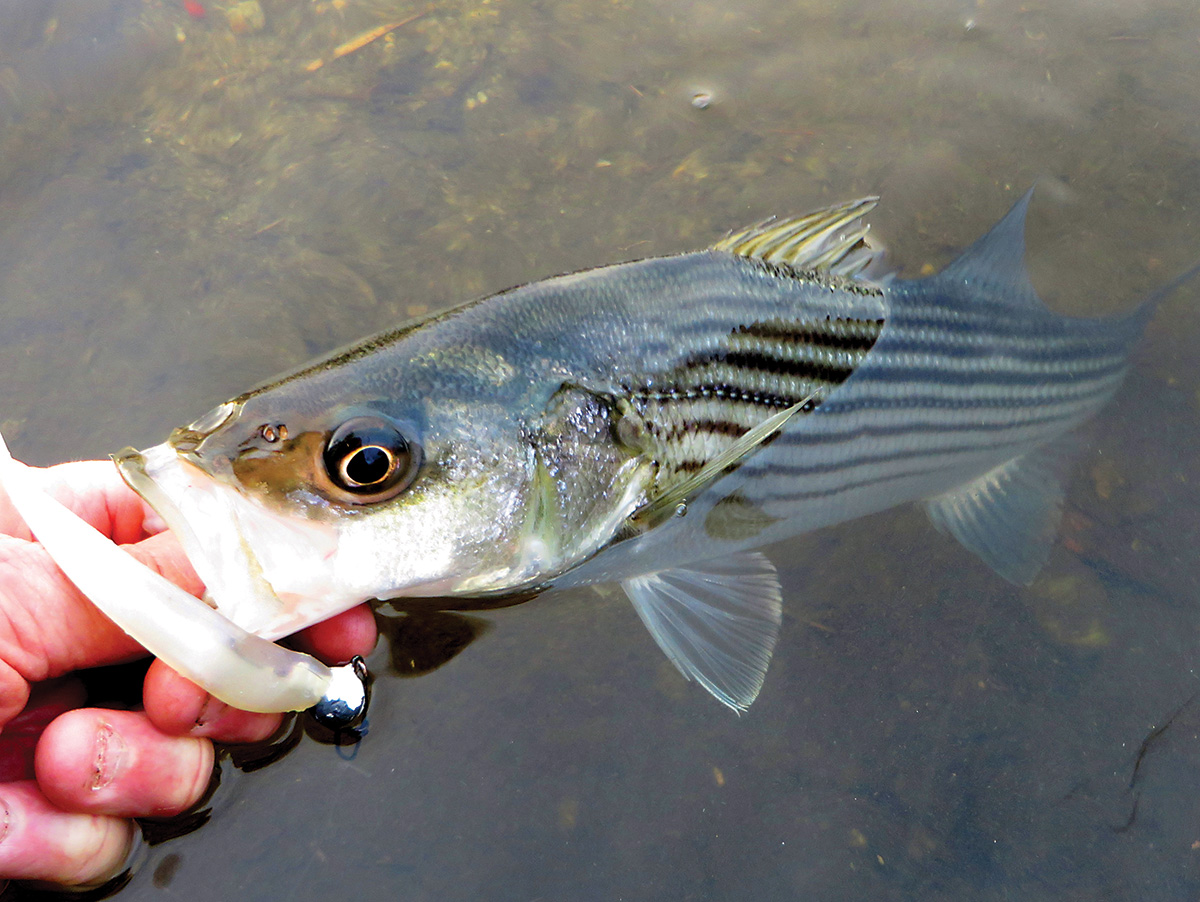Spring 2-for-1: White Perch & Striped Bass - The Fisherman