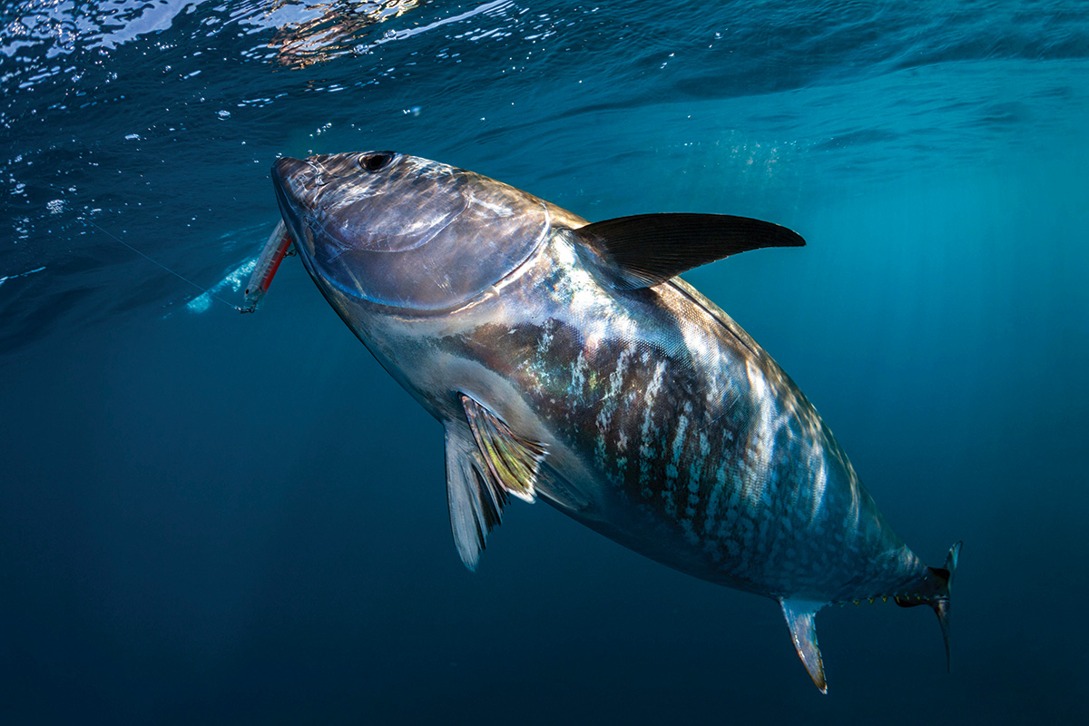 Trolling for southern blue fin tuna - Hooked Up Magazine