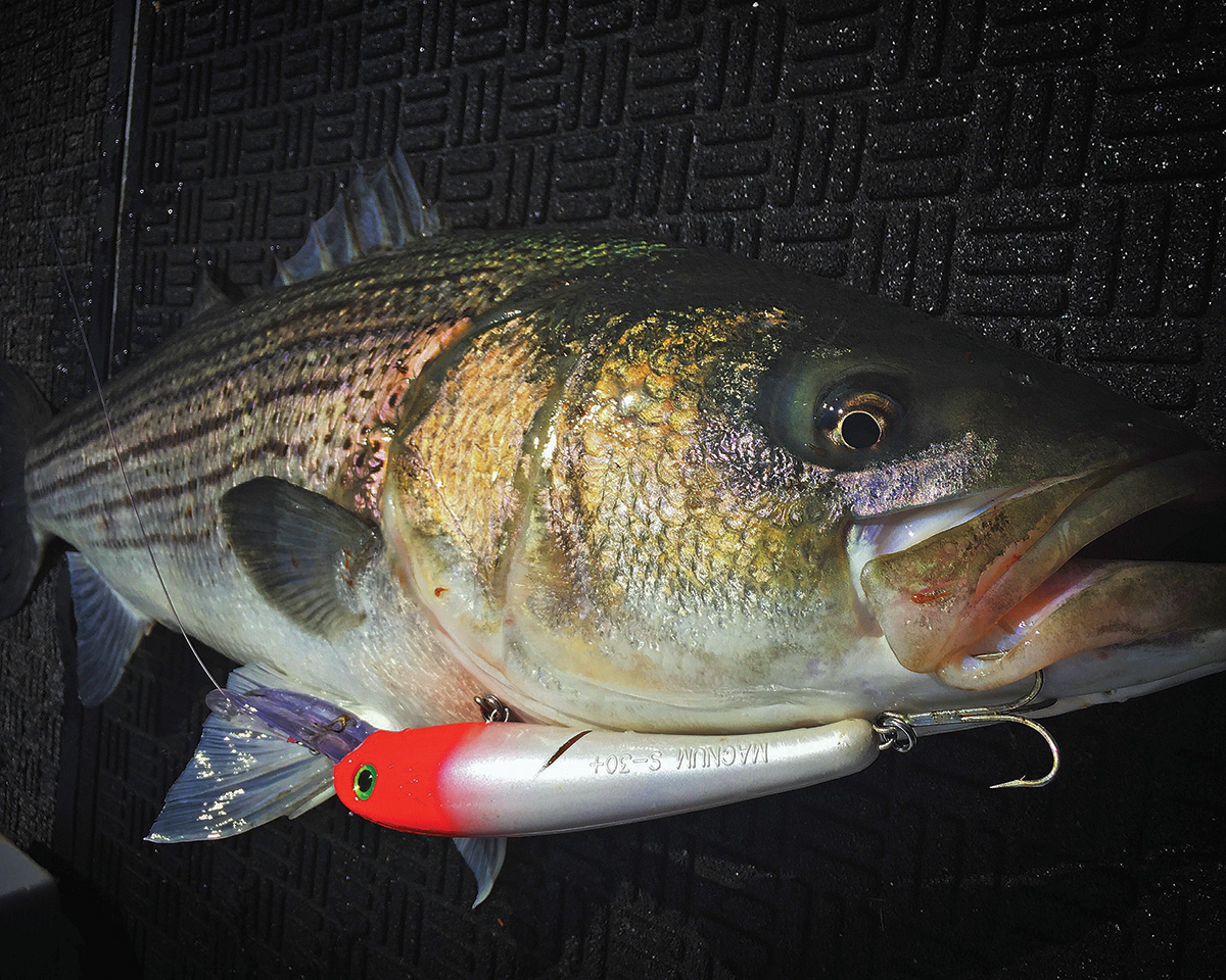 How to Choose Lures for Striper Bass