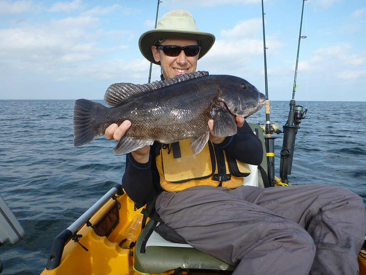 Shallow Water Tautog: Culling Out Keepers - The Fisherman