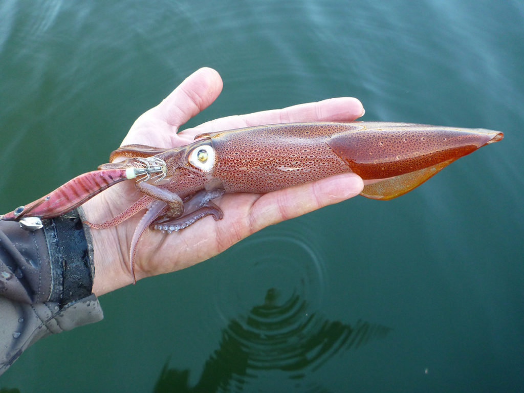 12,600+ Squid Fishing Stock Photos, Pictures & Royalty-Free Images