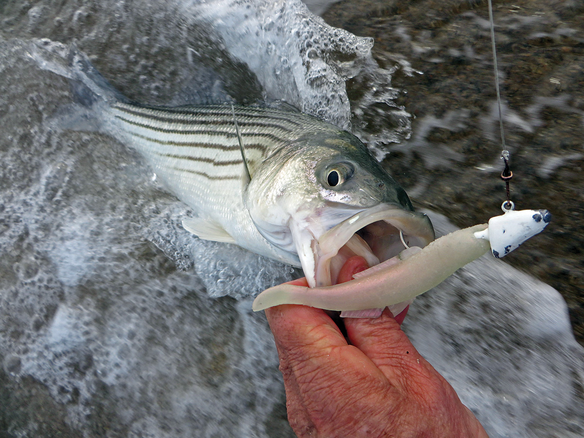 Rhode Island Striped Bass: Most Effective Lures.Jigs in the