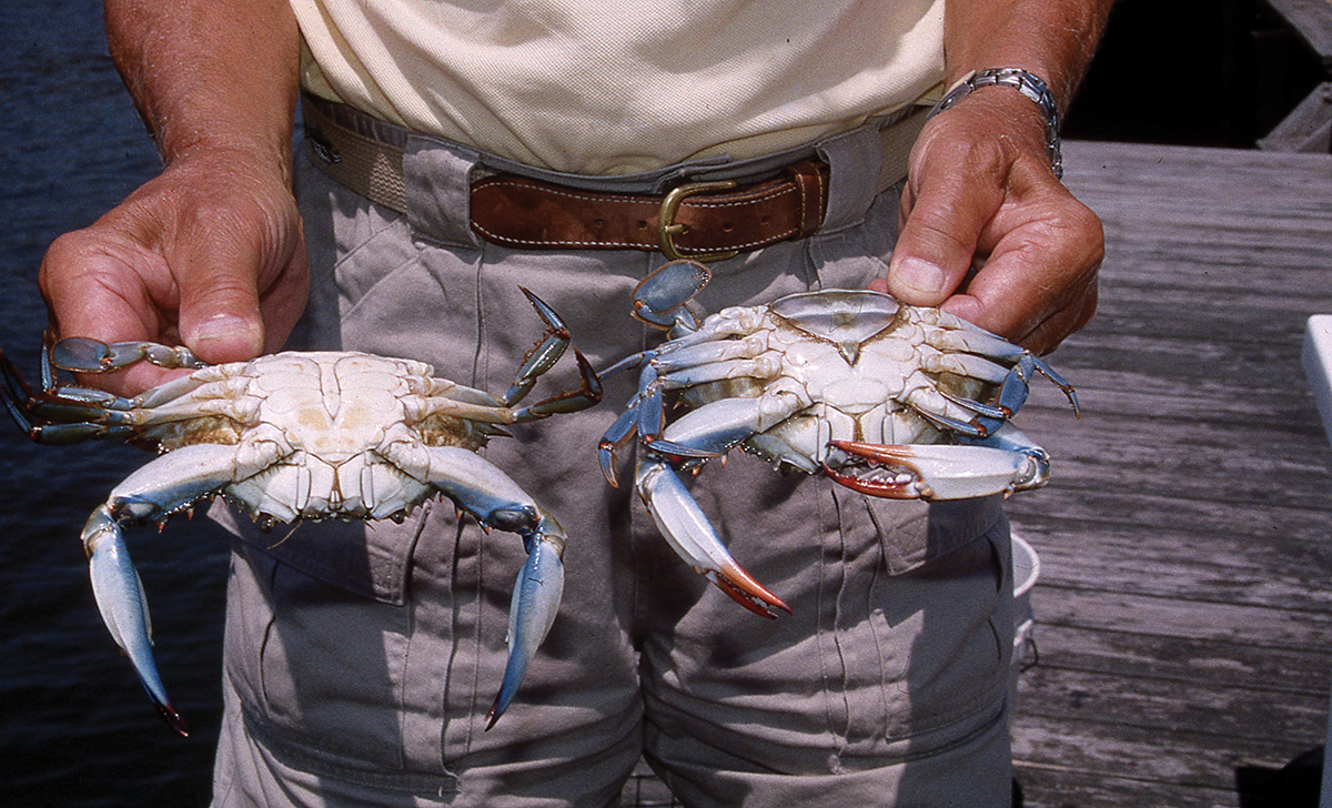 Summer Traditions: Love Those Blue Claws! - The Fisherman
