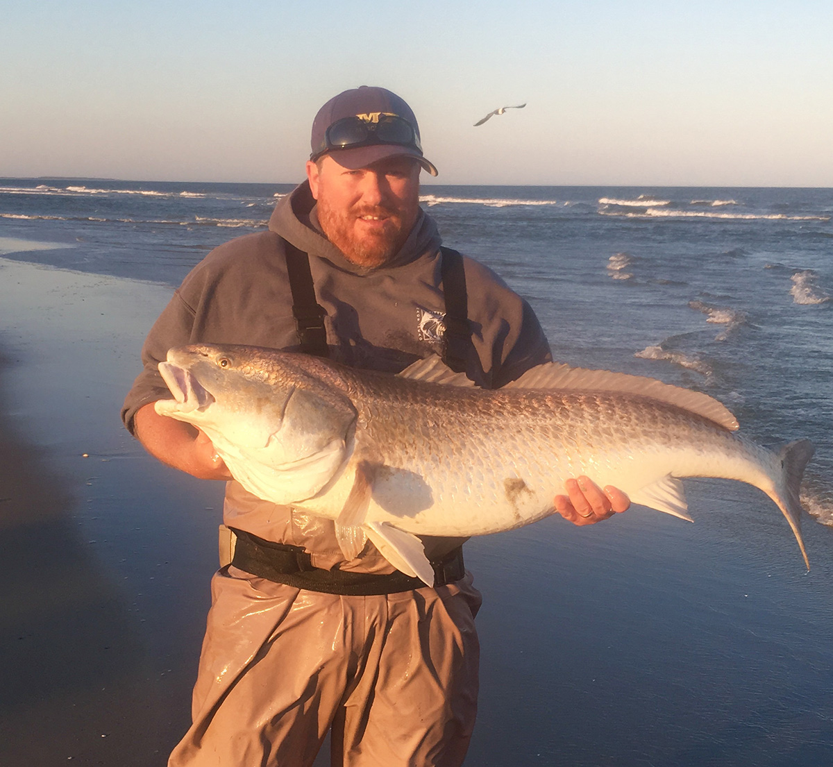 Suggested baits, rigs, and techniques to catch surf fish like red drum,  bluefish, and striped bass.