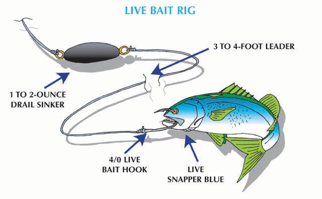 How to Fish with Live Bait - Take Me Fishing
