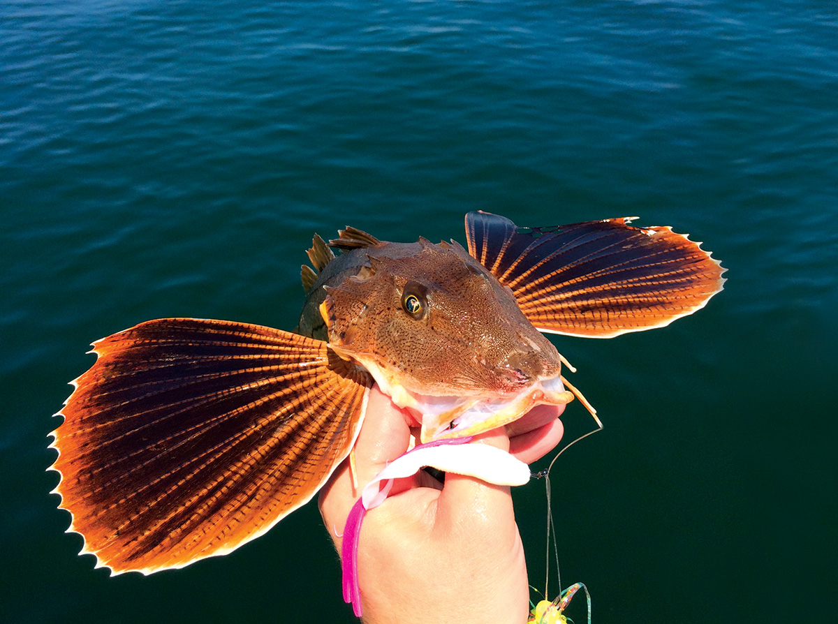 The appearance of colorful and extremely poisonous winged fish
