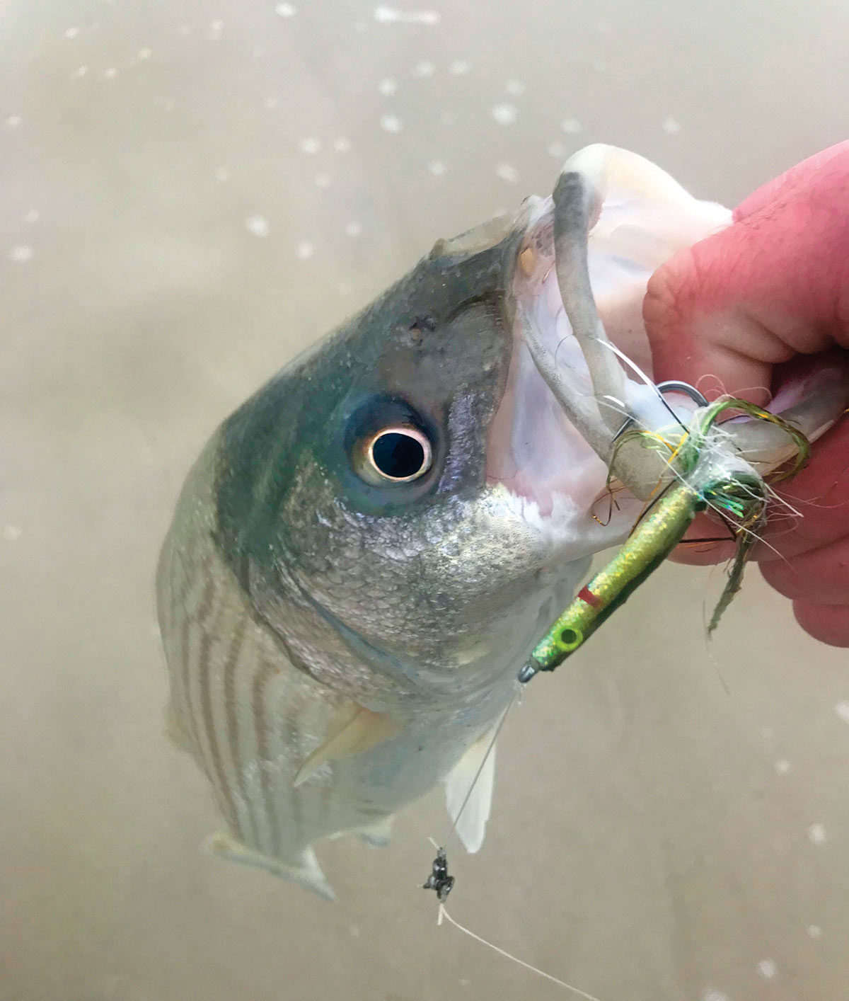 Bait or Plug: Benefits of Artificials Over Natural Baits - The
