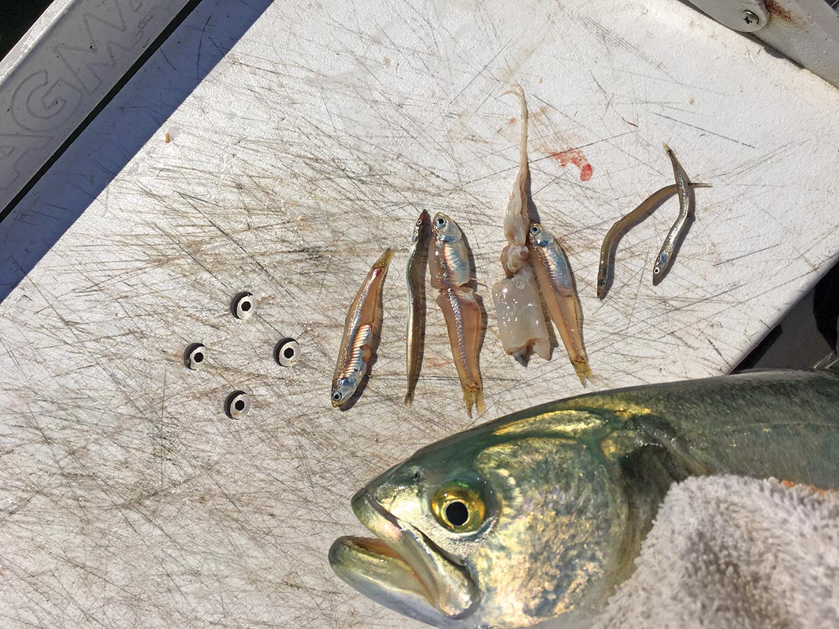 https://www.thefisherman.com/wp-content/uploads/2019/06/2019-6-fluke-fishing-the-new-york-bight-MATCH-THE-HATCH.jpg