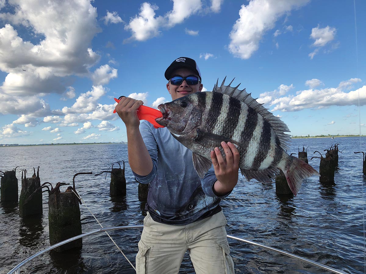 sheepshead fish pictures