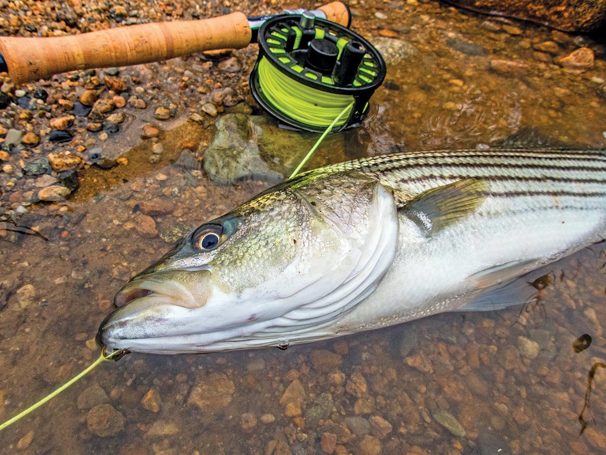 Surf Fishing: Fly Fishing in Current - The Fisherman