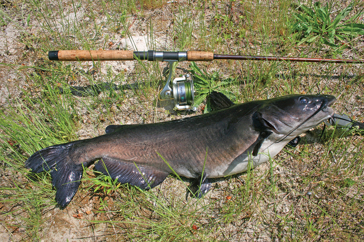 River Fishing Using Set Lines for Flathead Catfish!! (FULL STRINGER) 