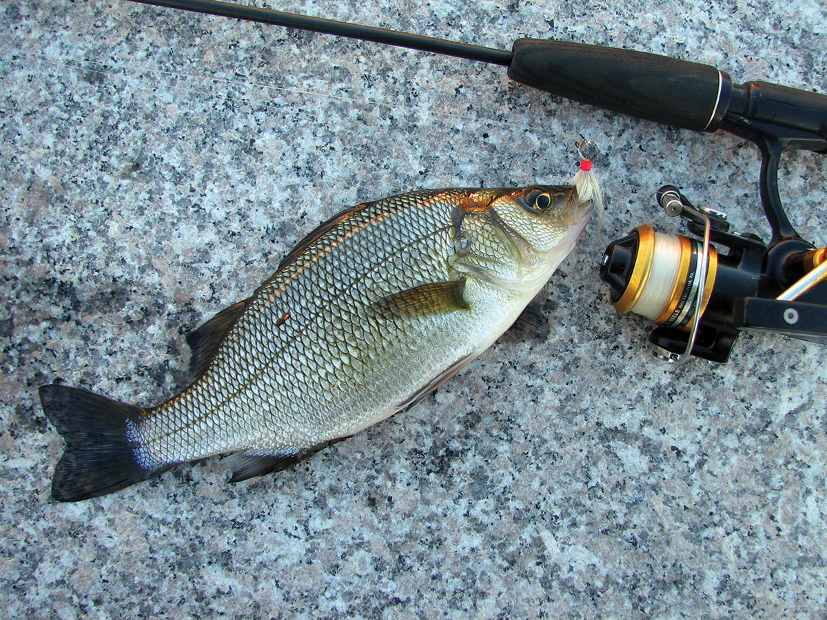 Winter Angling: the White Perch Option - The Fisherman