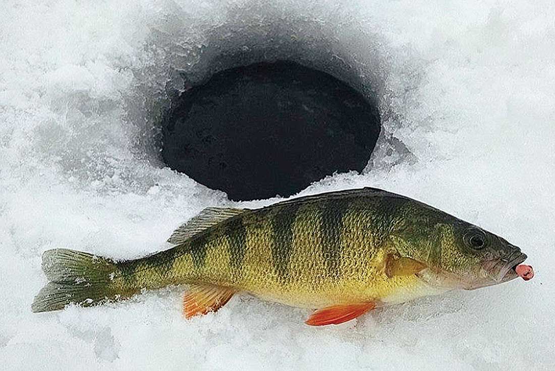 How to Catch More Bluegill Ice Fishing