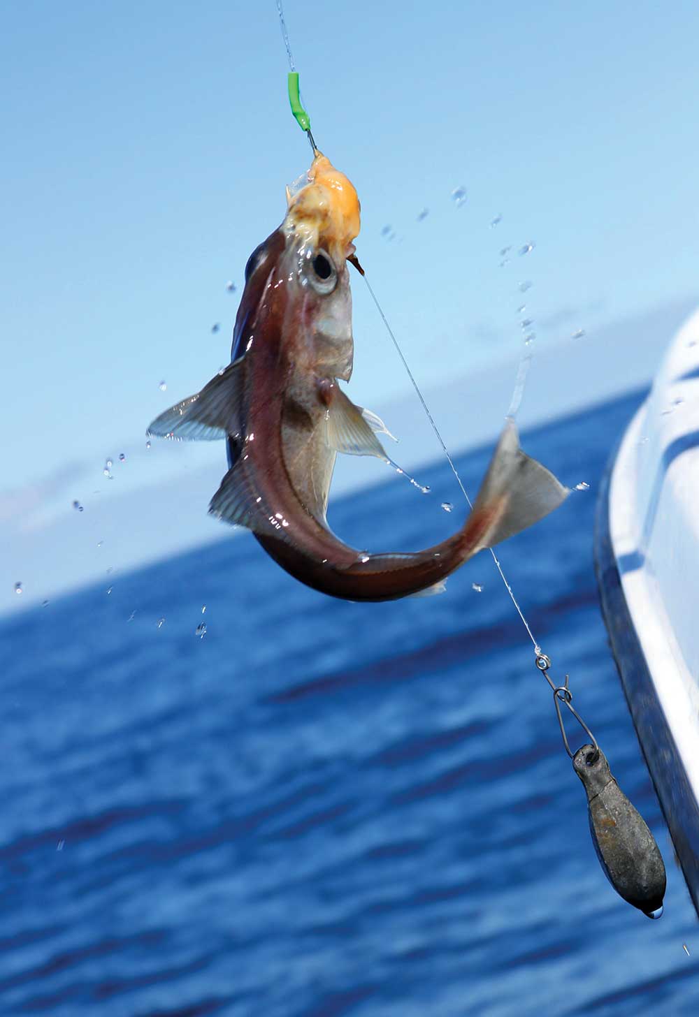 Best 3 Cod Fishing Rigs