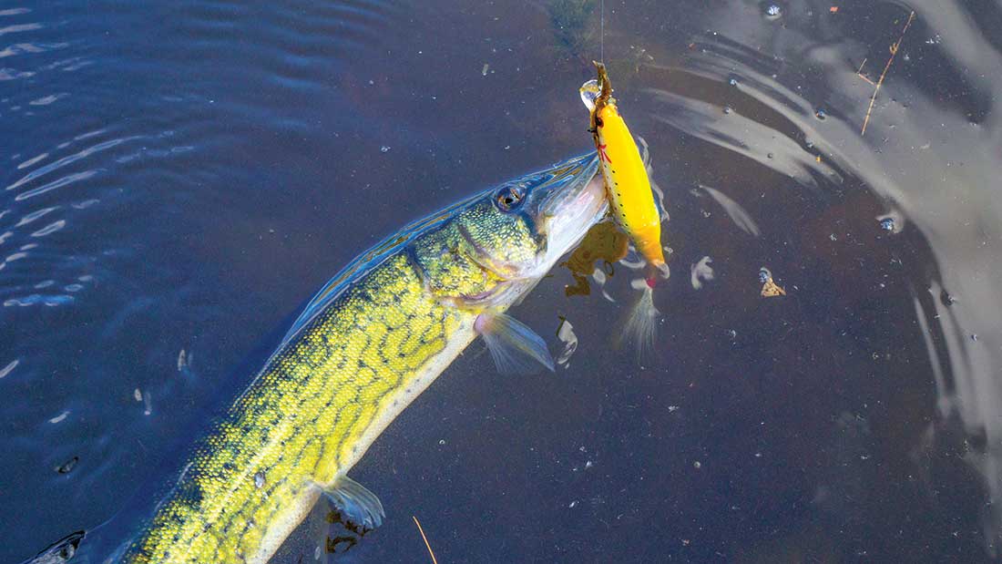 From One Bass to Another: Salty Lures in Sweet Water - The Fisherman