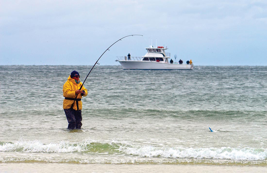 Bring On The Bluefish - The Fisherman