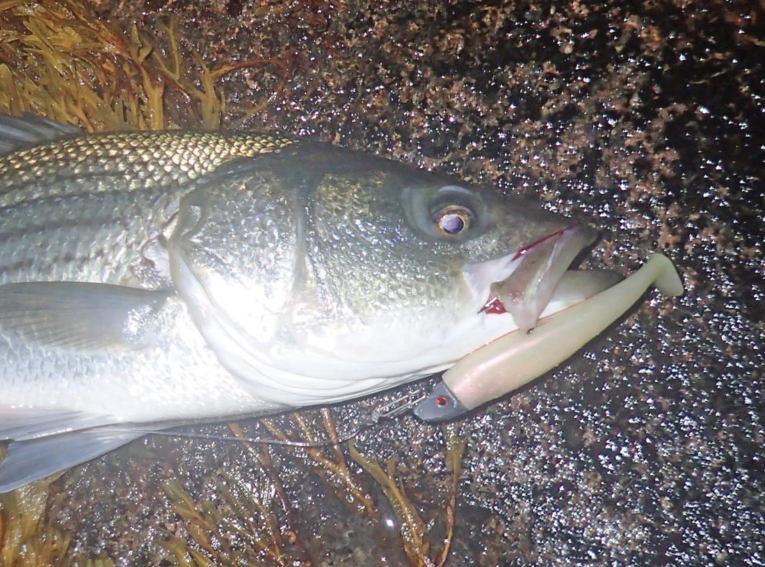 Tackle and Tactics: Rigging Soft Plastics for Striped Bass - The