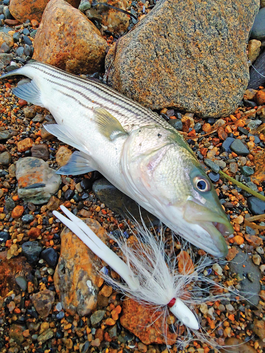 Rhode Island Striped Bass: Most Effective Lures.Jigs in the