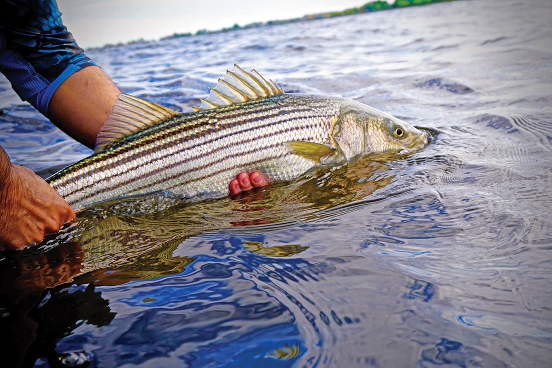 https://www.thefisherman.com/wp-content/uploads/2020/04/2020-05-plugging-connecticut-River_stripers02.jpg