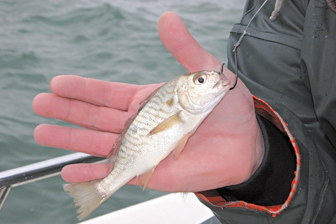 Inshore: Getting Used to Circle Hooks - The Fisherman