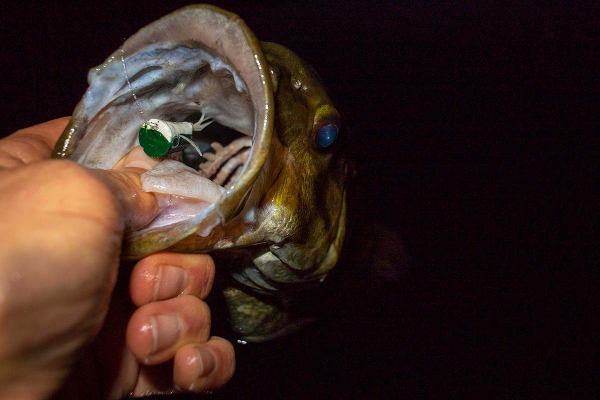 Can Largemouth Bass See At Night? Night Vision And Hunting