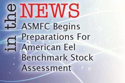 ASMFC Begins Preparations For American Eel Benchmark Stock