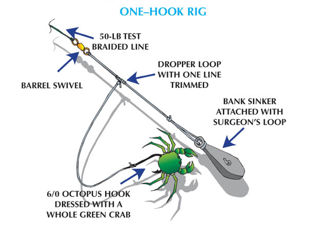 Blackfish - One Hook Rig