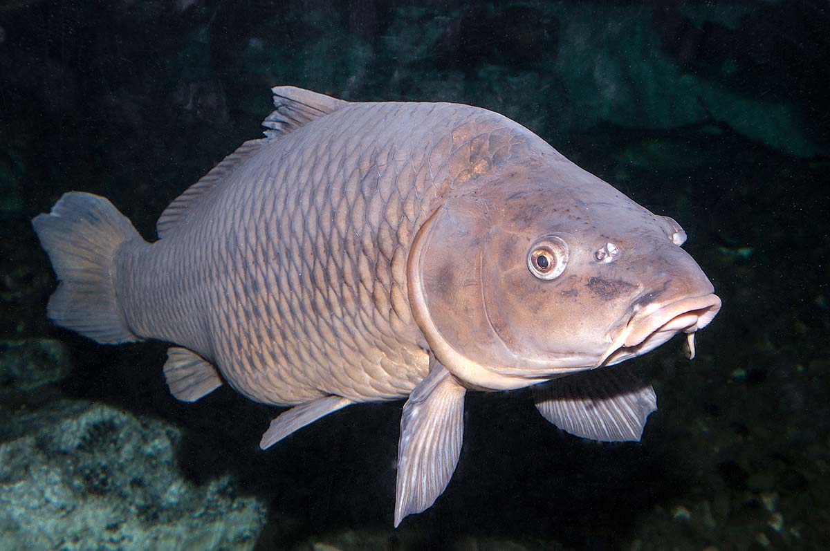 Species Profile: Common Carp - The Fisherman