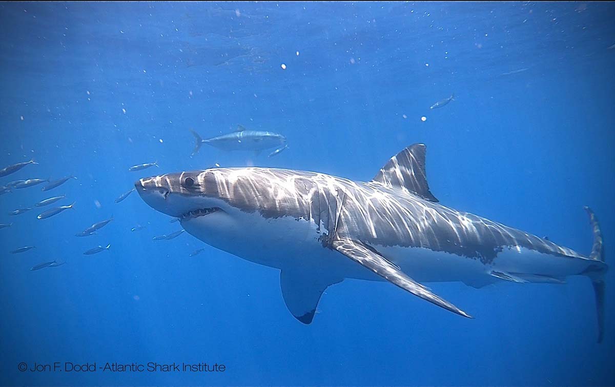 4 Great White Sharks Off the Coast of NY, NJY, and RI This May