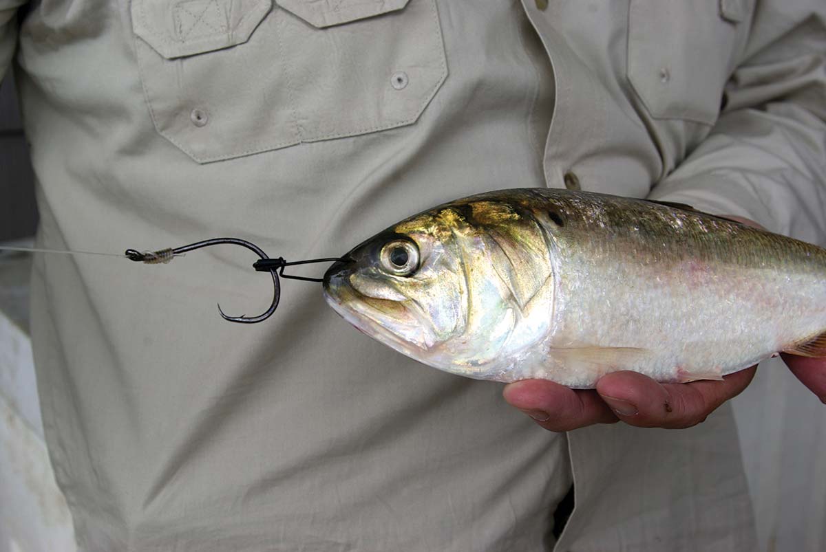 Delaware DNREC Division of Fish and Wildlife - How Do Circle Hooks Work? If  a striped bass swallows your bait, the circle hook will slide out from its  throat and catch on