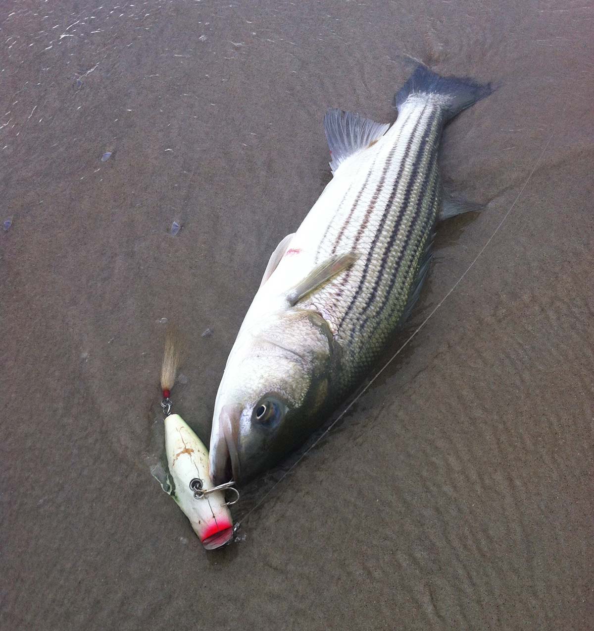 Striped Bass, The Allure of the Shore