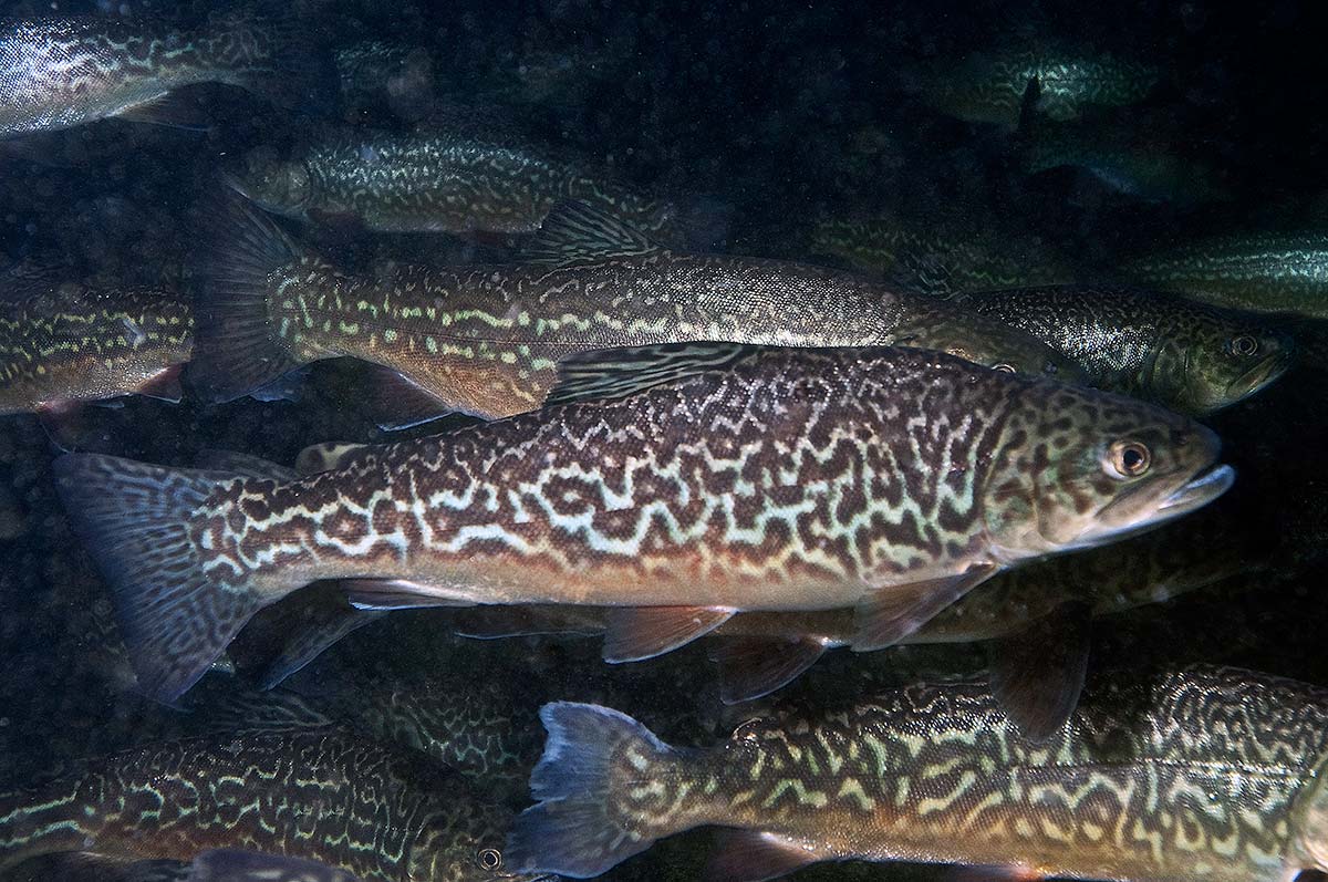 Freshwater Species - Trout