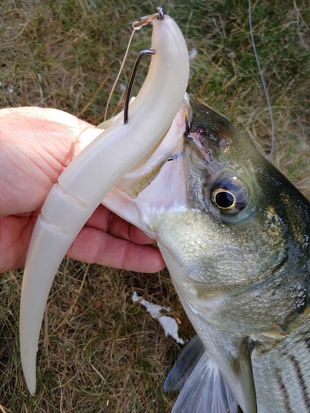 Hooking Striped Bass on Large Soft Plastics