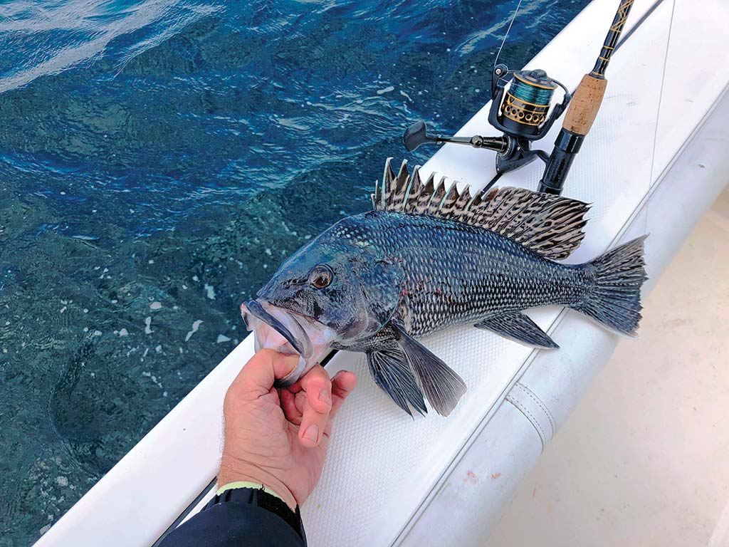 Jigging for Big Black Sea Bass - On The Water