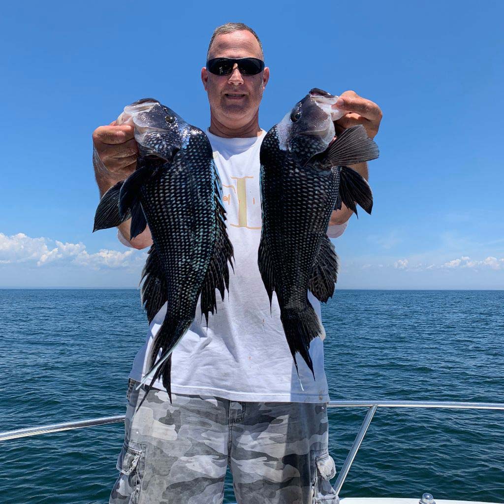 Lots of Limits On Opening Day of Sea Bass - Ocean City MD Fishing
