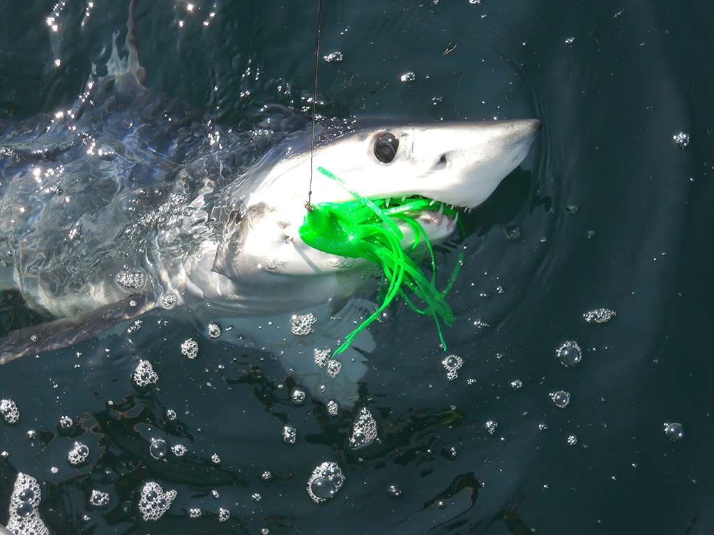 Cape Cod Shark Fishing from the Surf Gear