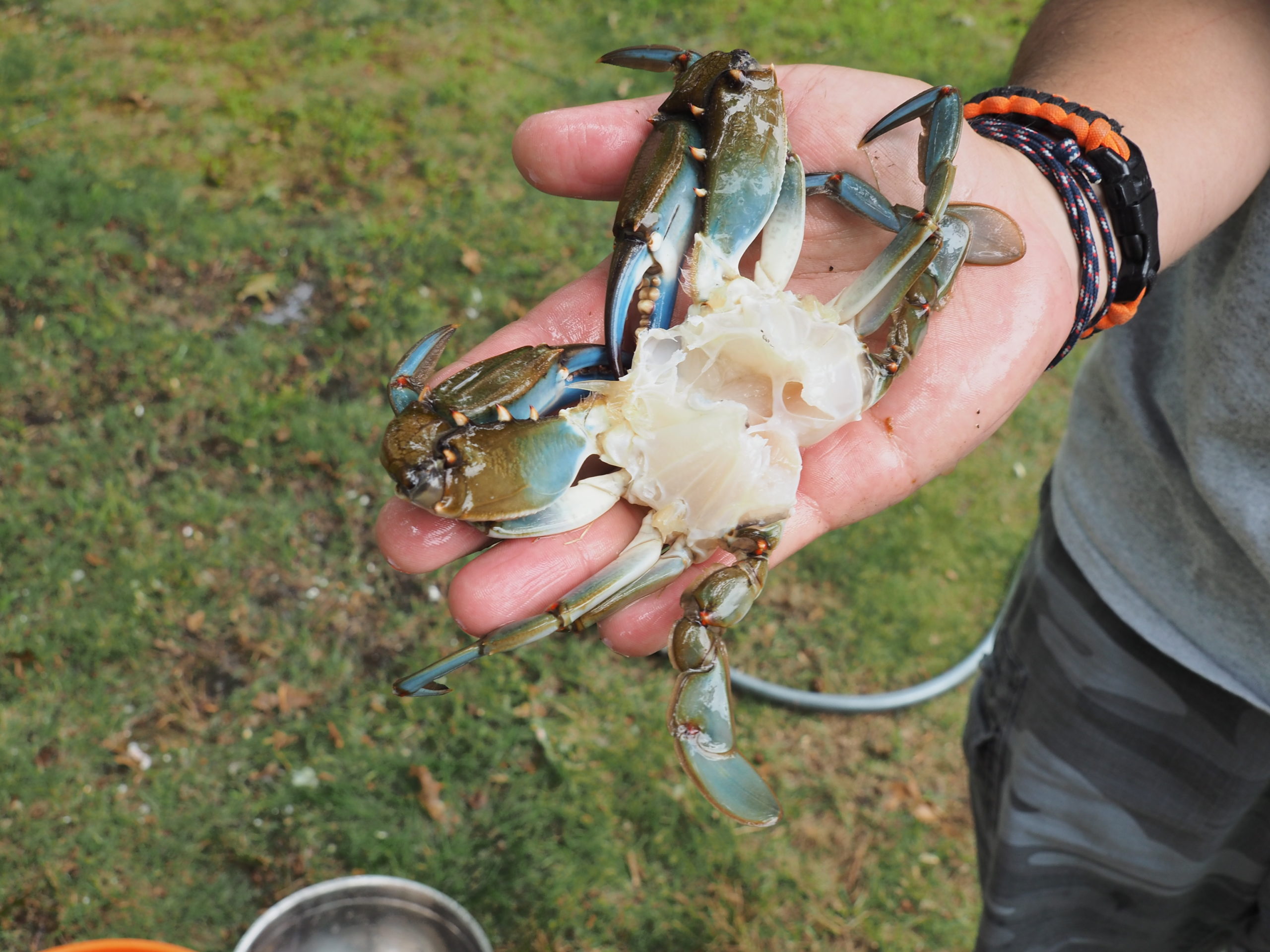 How To Clean A Blue Crab?  