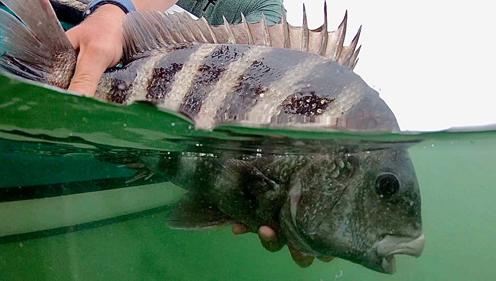 NY/NJ Sheepshead: So What's In A Name Anyway? - The Fisherman