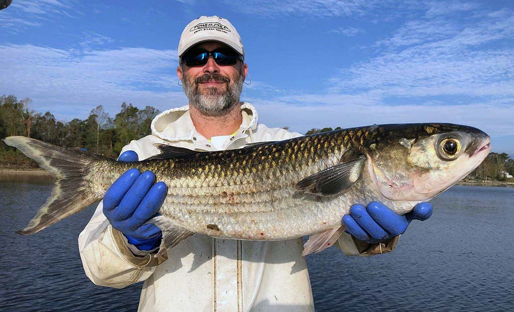 Inshore: Species Profile – Mullet - The Fisherman