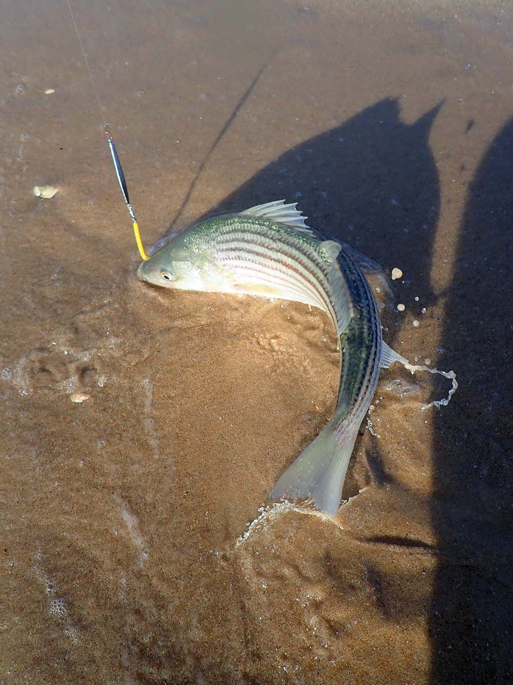 Simple Sand Eel Secrets: November & December “Must Haves” - The