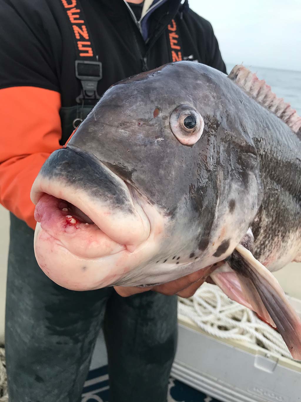 Tautog Time! Prepping For Winter Jumbos - The Fisherman