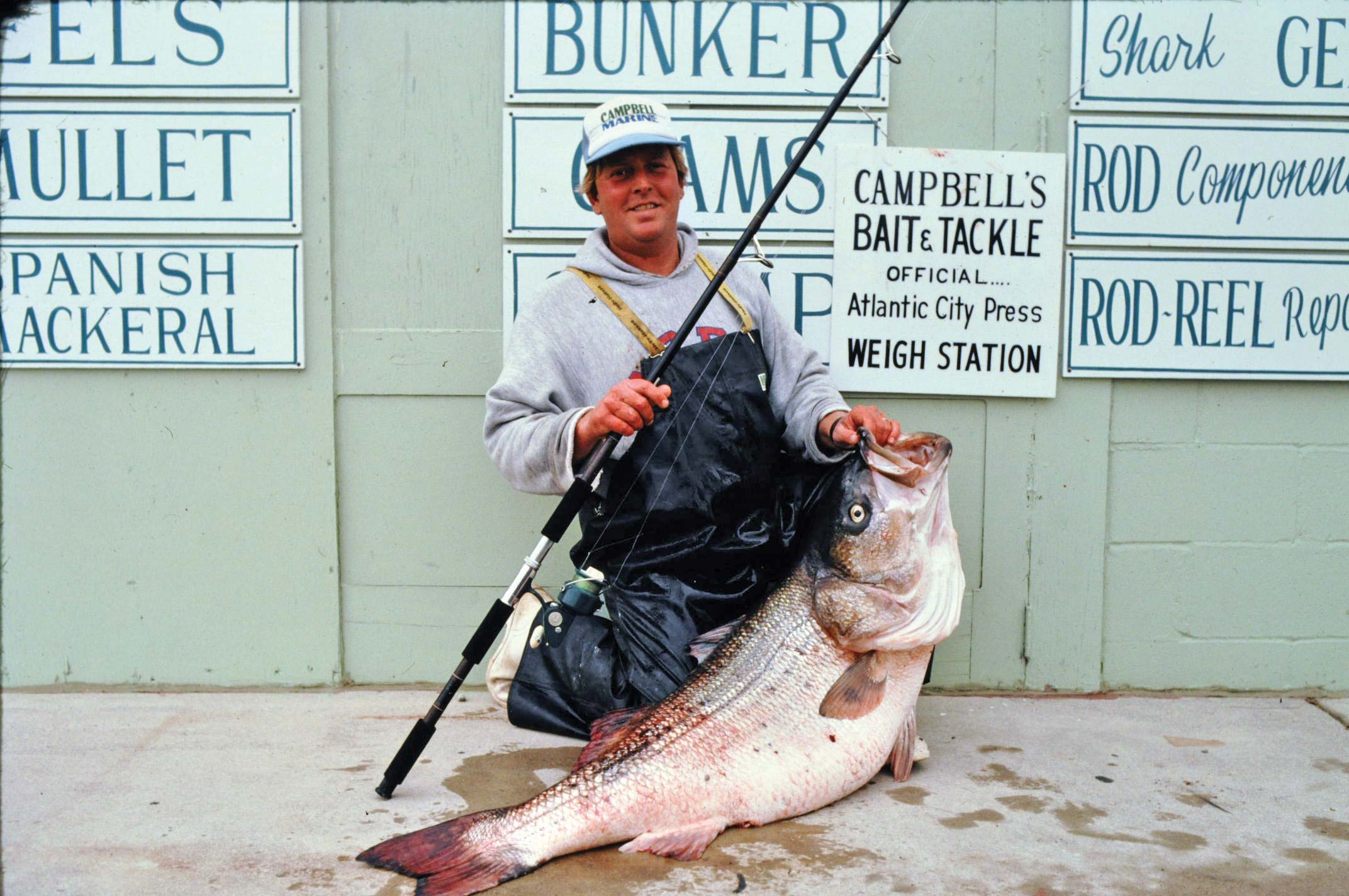 A History Of Cows: The Biggest Striped Bass On Record - The Fisherman