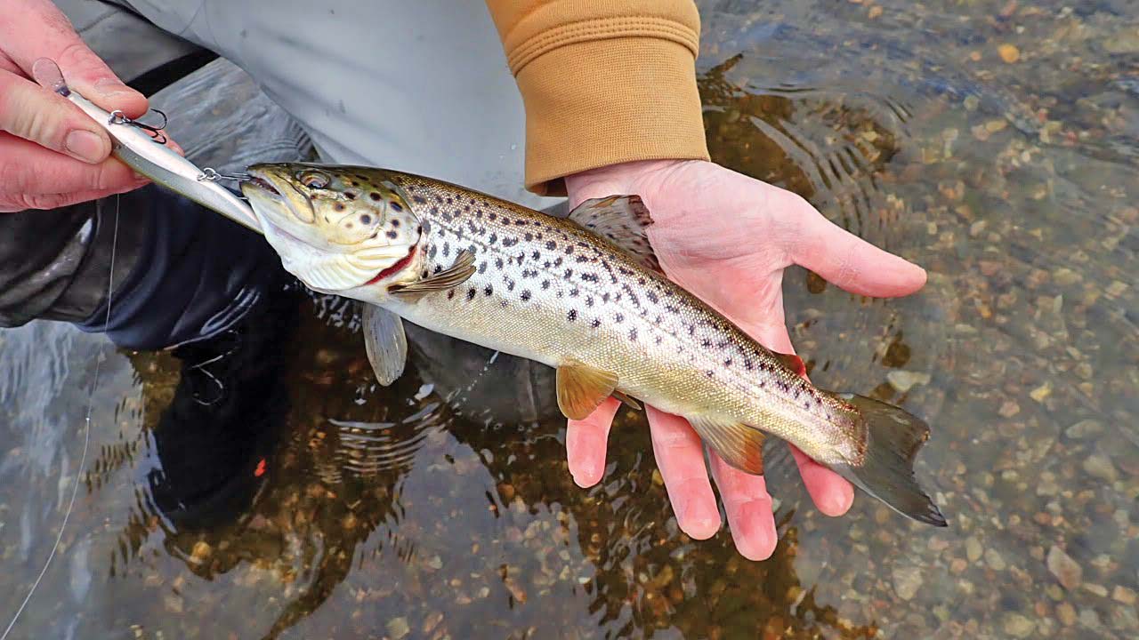 Spring Trout: Beating The Stock Market - The Fisherman