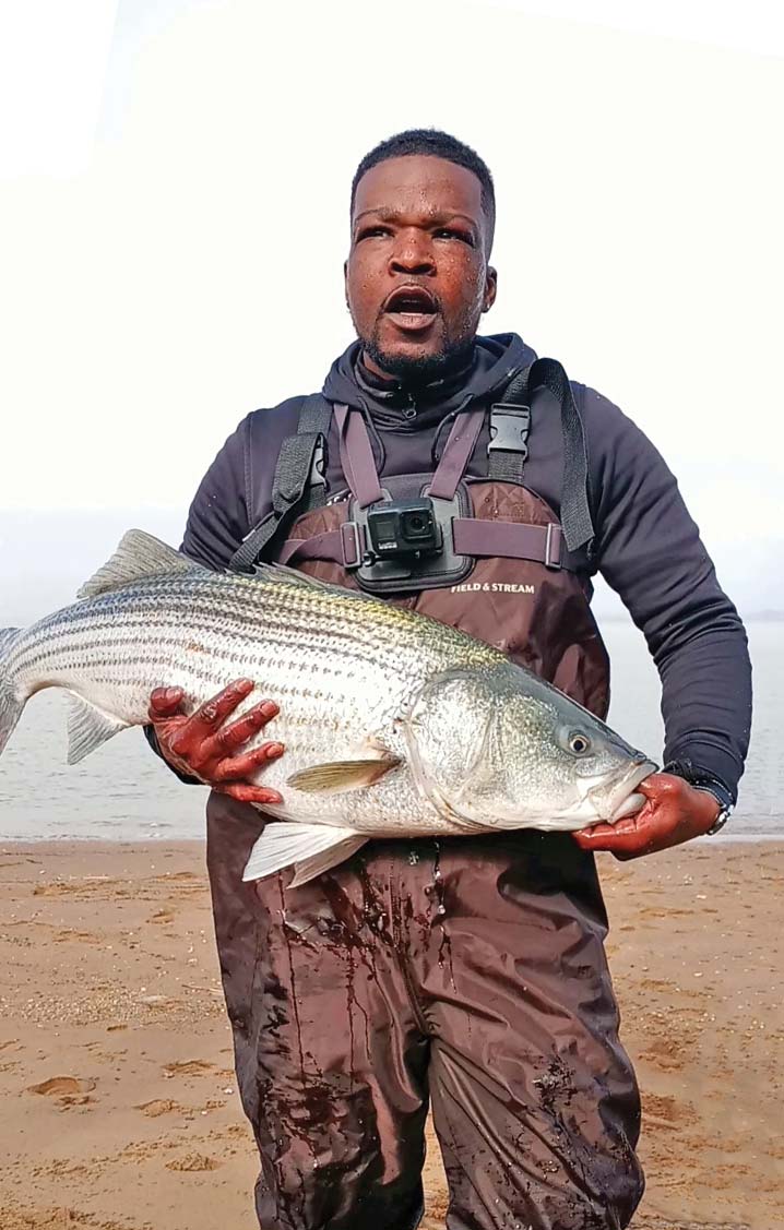 Why 9%? Striped Bass Catch & Release Mortality - The Fisherman