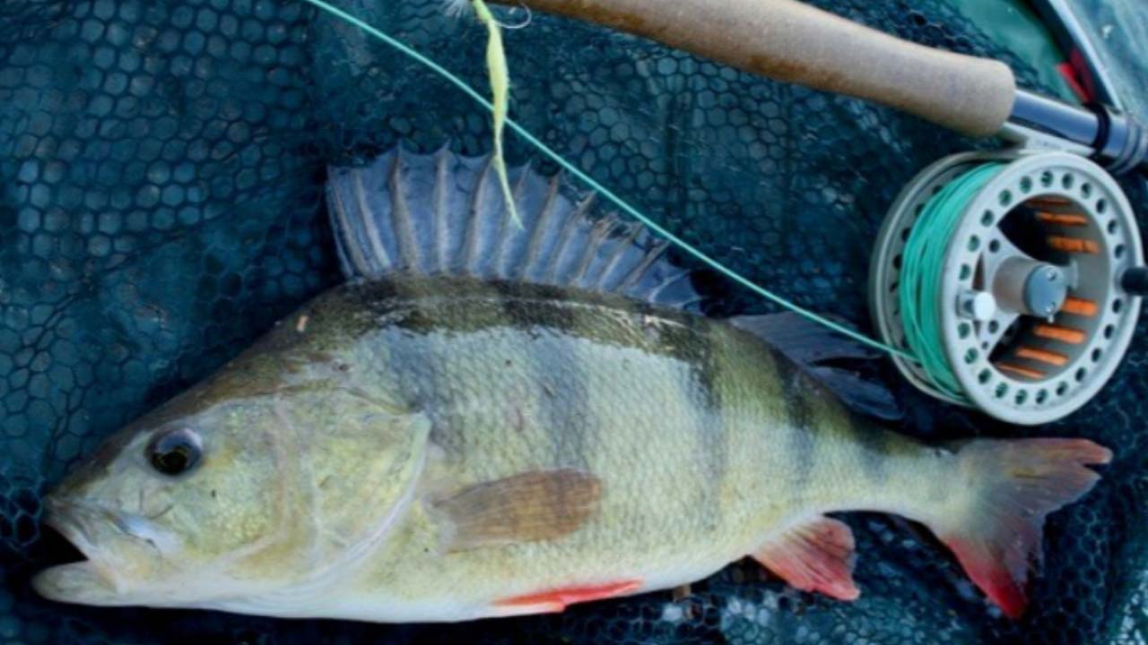 Freshwater: Panfish On The Fly - The Fisherman